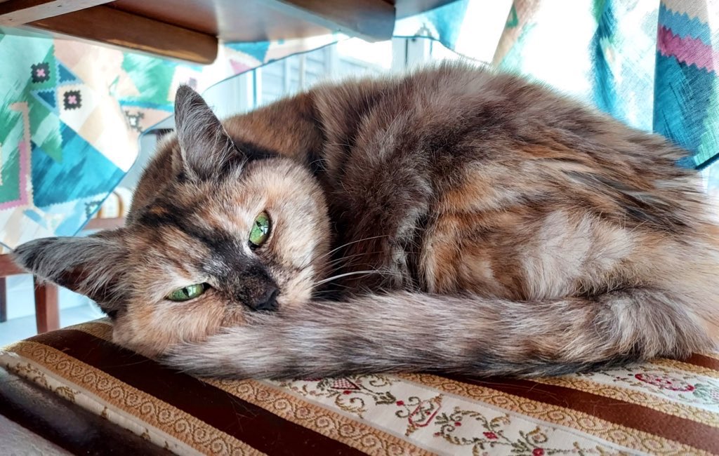 _HelenDale's tweet photo. Today is not only Hump Day. It’s also the lovely Chilli’s 16th birthday. She was eight when we rescued her through @CatsProtection in late 2016.

Here she is in various moods. 

[There will be purrs later on today.]

#HappyBirthdayChilli https://t.co/ngDhaJOMSb