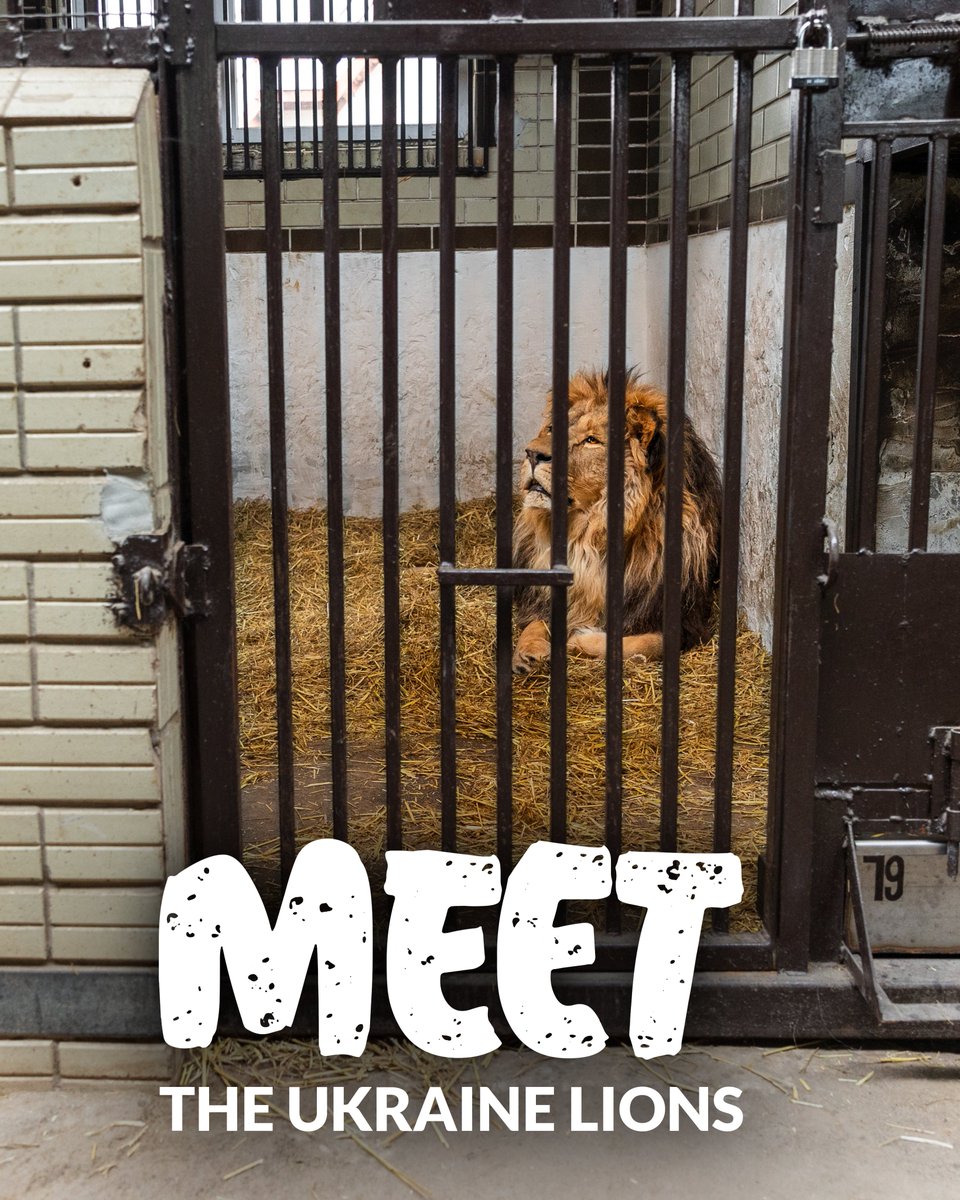 🦁 The Big Cats in Crisis Campaign aims to provide a forever home for five African lions currently housed at Wildlife Animal Rescue in Kyiv, let's find out a little more about the lions we plan on giving a safe home! @IFAWUK @ifawglobal #BCSLionRescue