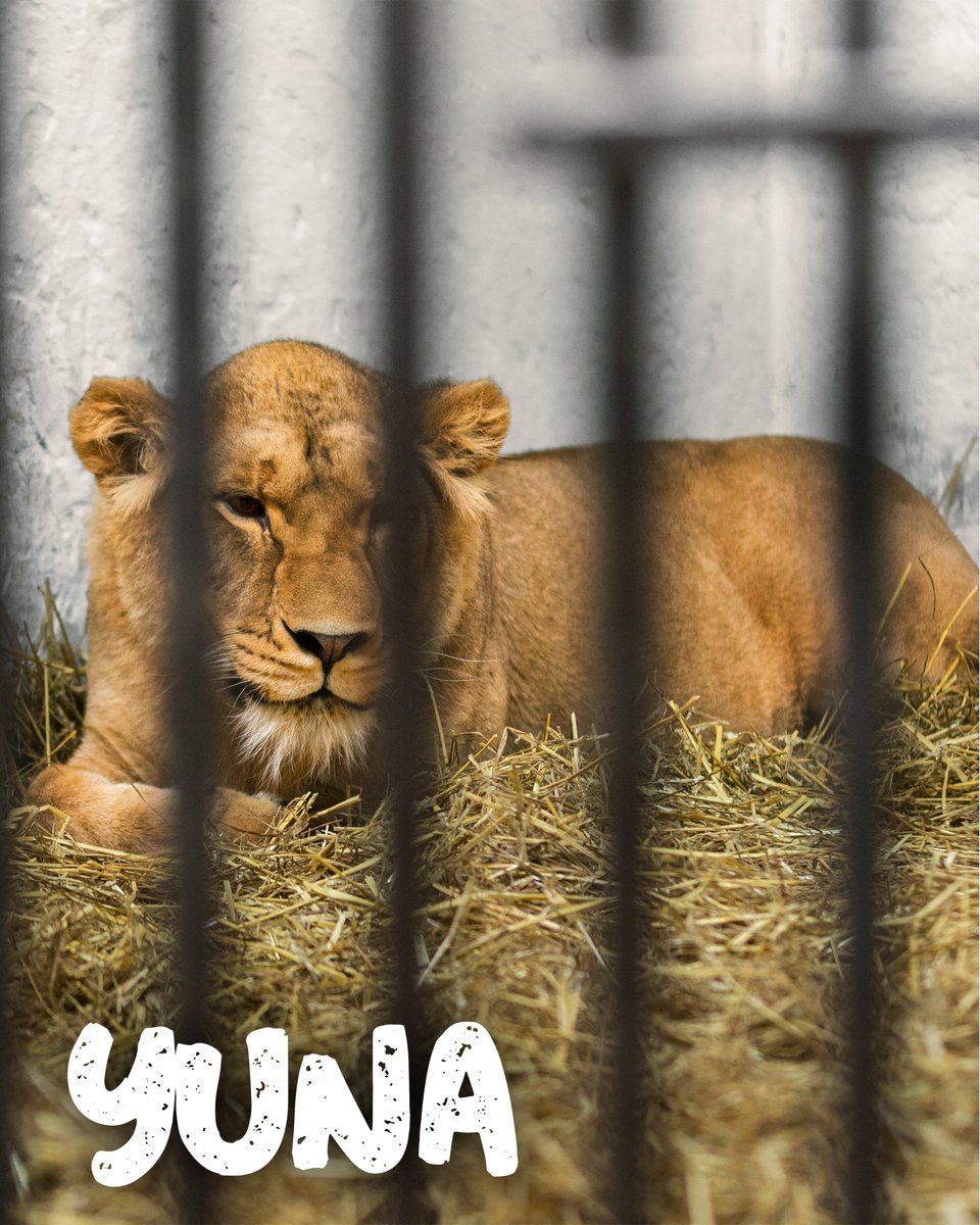 🧡 When Yuna arrived at the Wildlife Animals Rescue Centre, she was found to be suffering from severe concussion, shell shock and malnourishment due to a poor diet. There was a setback in her recovery when a large attack landed near her enclosure, leaving her traumatised again.