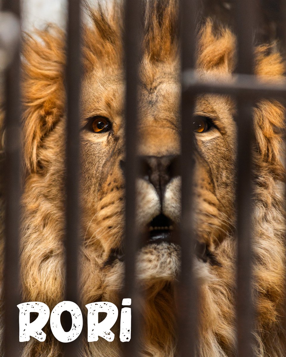 🧡 Rori was found in a private collection and is thought to be used for illegal breeding as part of the pet trade. Rori is also thought to have suffered from shellshock and displayed coordination problems from the trauma.