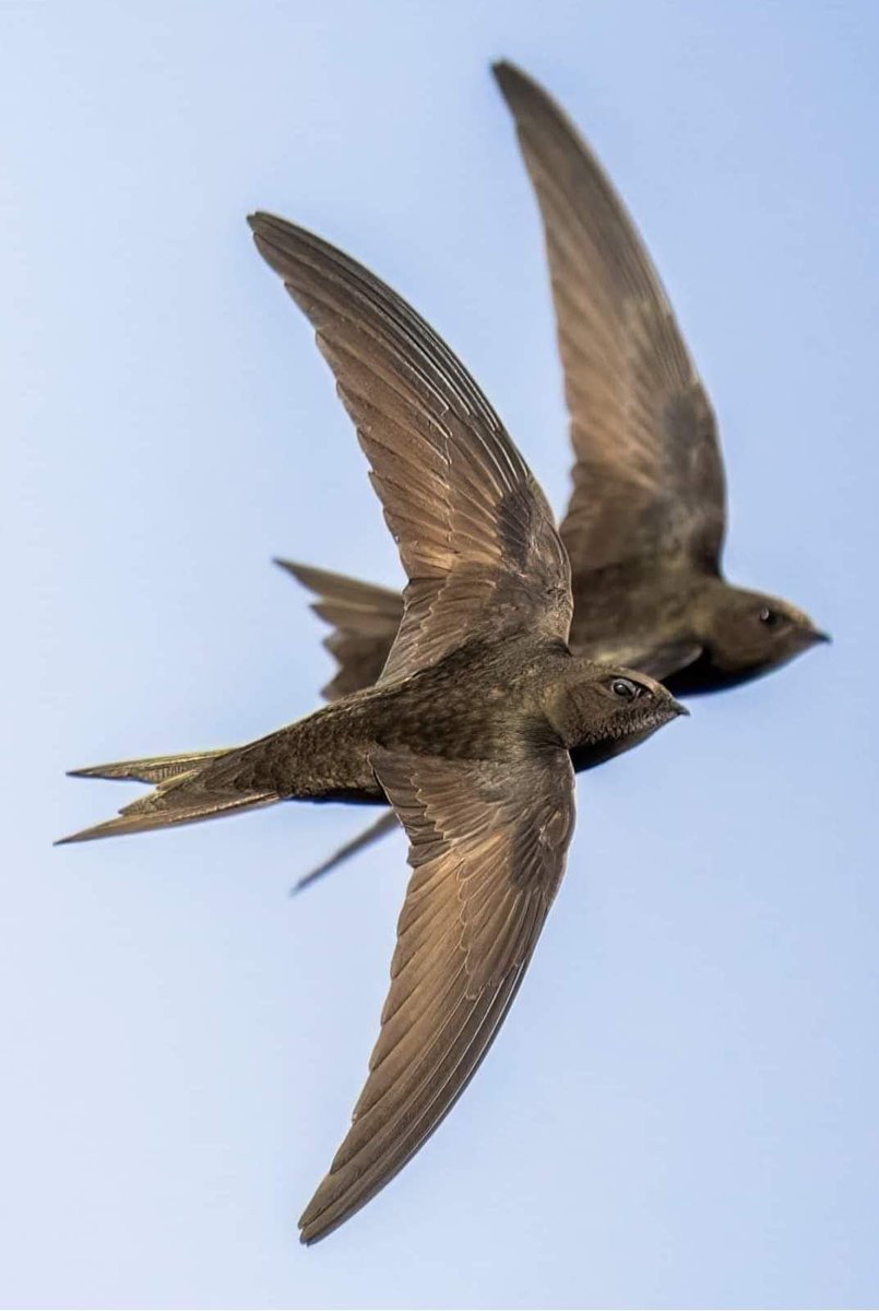 Sheffielders! Have you been meaning to put in a swift brick but overwhelmed by the task? Want to know more about creating homes for swifts or ways you can help? Come & see @SheffSwiftNet Flora & @ChetCunago SUN 12 MAY, Crookes Club S10 1UH 11 - 4pm Epic 📷 Robert Booth