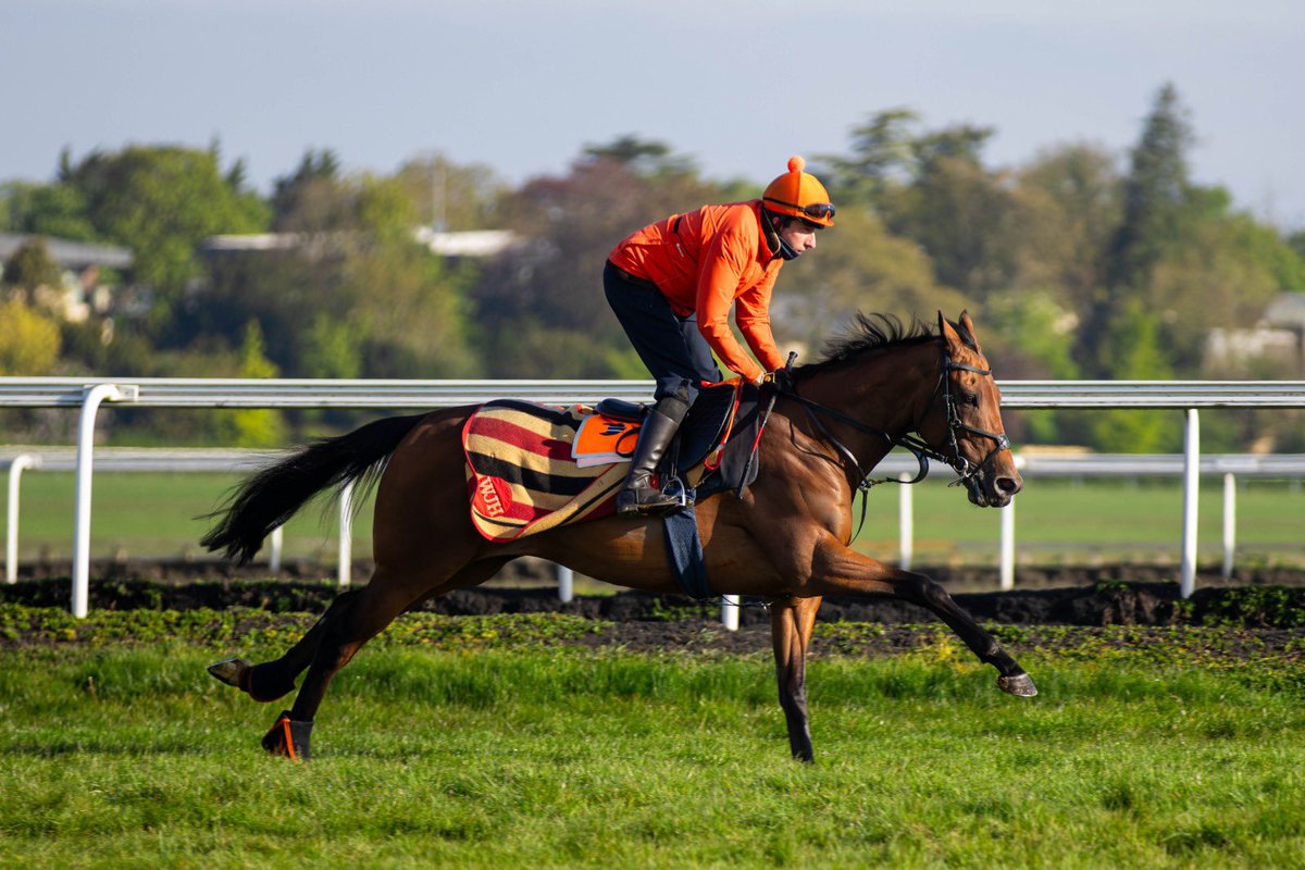 La Yakel, son of Time Test striding up Warren Hill grass with rider Colm aboard! 🐎

#SL #SomervilleLodge #HorseRacing #Newmarket