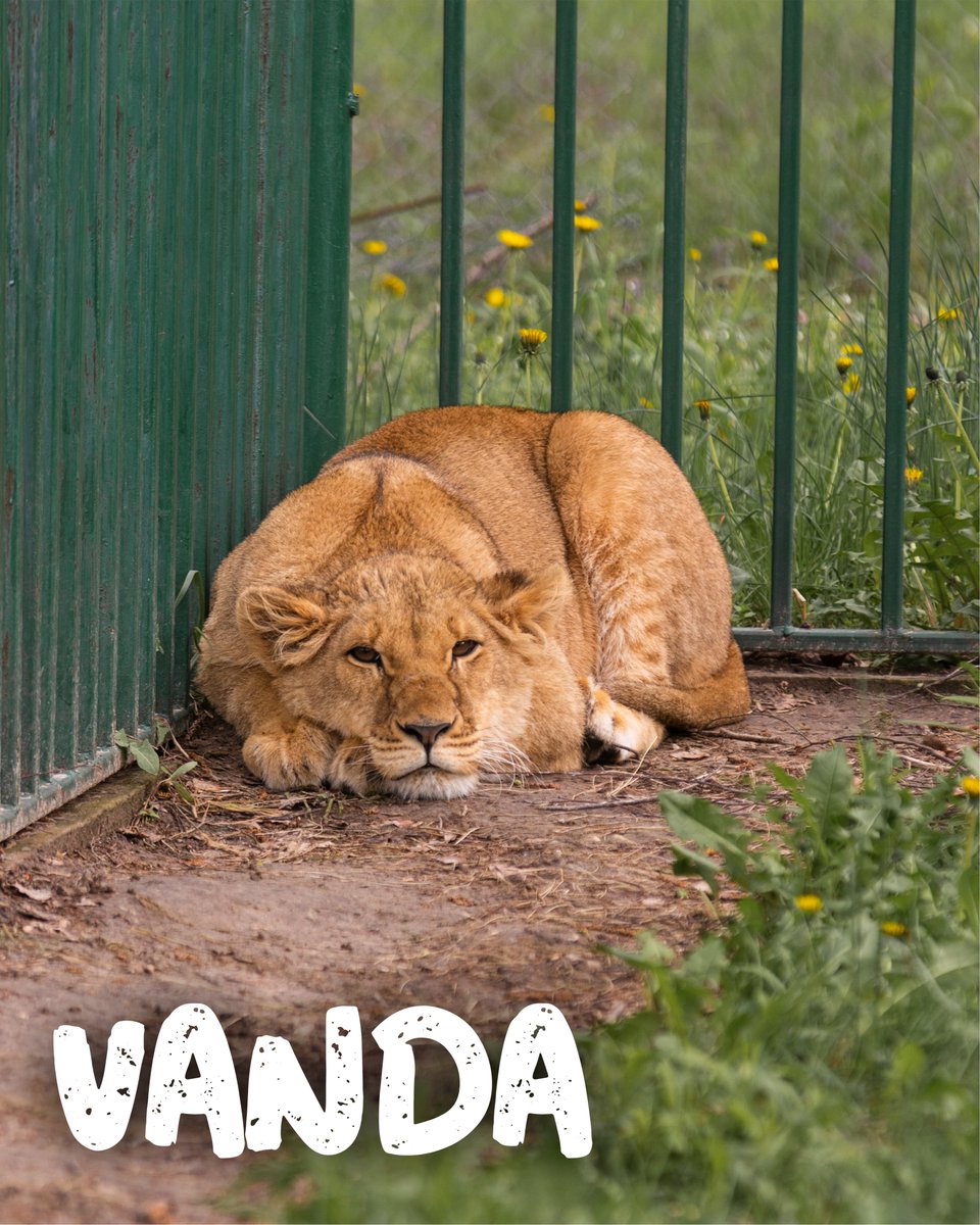 🧡 Vanda is thought to have been kept in an apartment for 5-6 months without any outdoor access or sun and raised on an inappropriate diet. She is now under the care of the veterinary team and is showing signs of improvement.