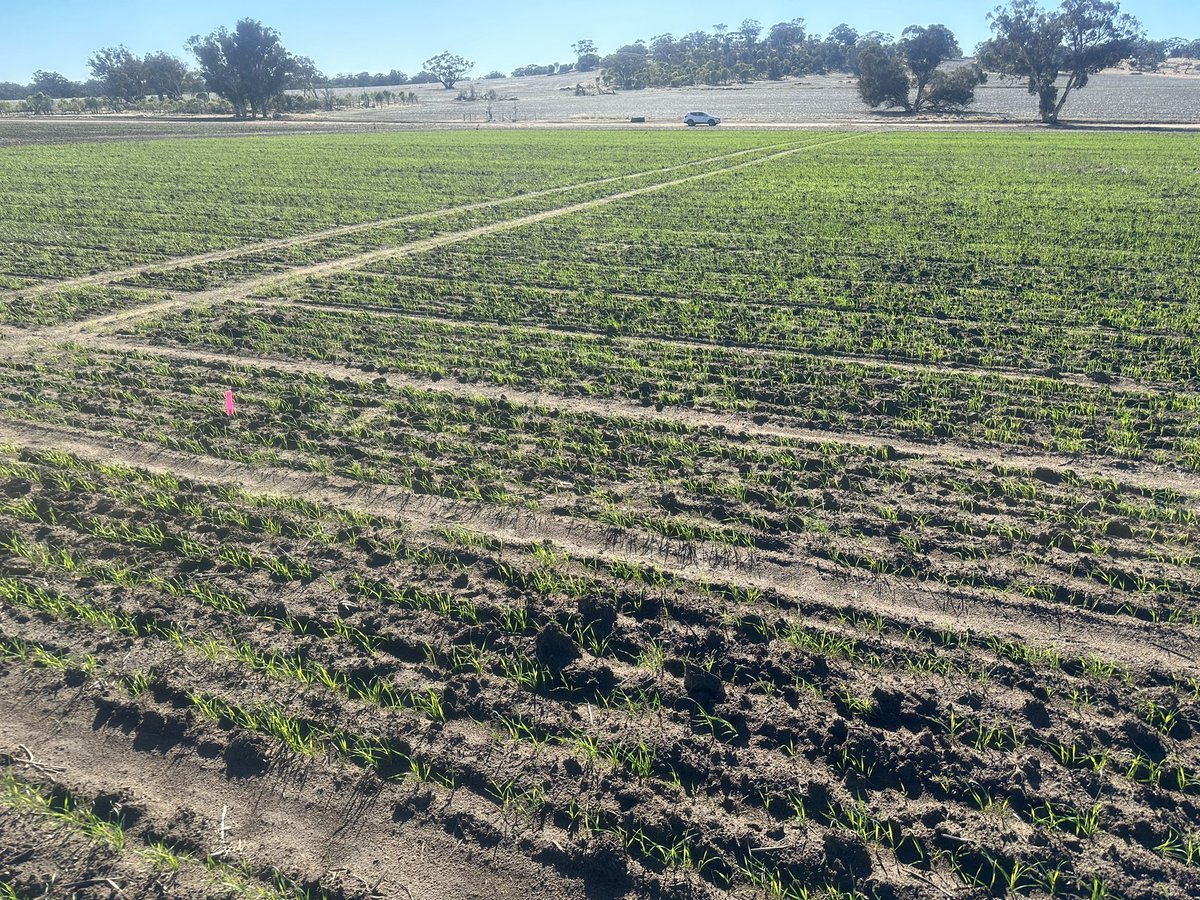 Wagga (NSW), Dale (WA)(below) and Mintaro (SA) all establishing well ahead of multiple crop and frost assessments in each of 3 sowing dates in 2024. Great collaboration with breeding companies @agtbreeding @BreedersPlant @Trigall