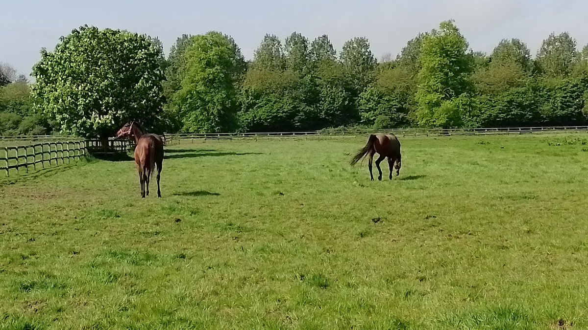 Maiden mares going out out is always a good thing.