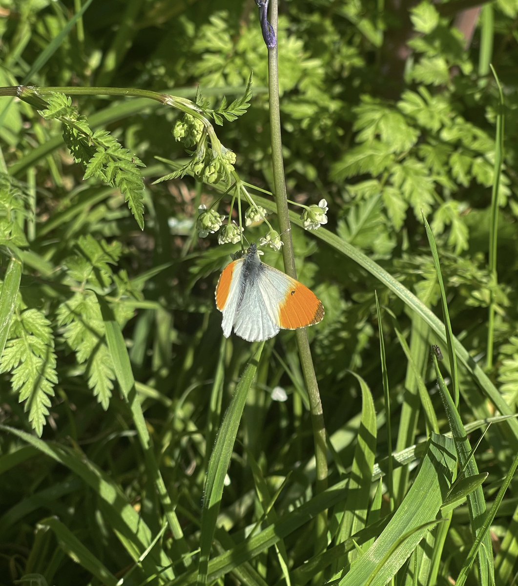 Orange Tip ‘Anthocharis cardamines’ 🦋 making do with Cow Parsley … it prefers Cuckoo flowers or Garlic Mustard … #wildwebswednesday 🧡