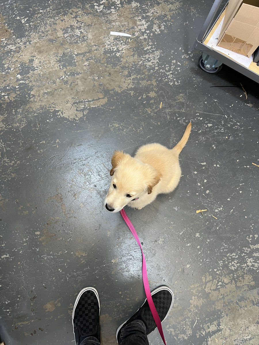 New job office puppy! 

Worth the pay decrease just for this