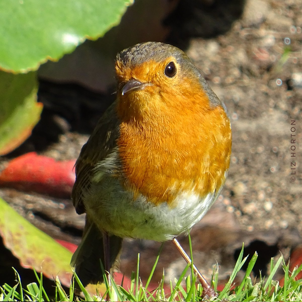 'Everyone likes #birds. What wild creature is more accessible to our eyes and ears, as close to us and everyone in the world, as universal as a bird?' David #Attenborough #quote #robin #nature #wildlife #photography #birdwatching #birdphotography Happy Day #naturelovers .. 🌱🧡🕊