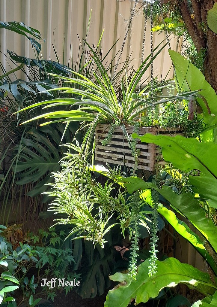 My Spider Plant, Chlorophytum, has produced all these little baby plants over summer, and this is after I've already removed some and repotted them.
 Really does need a hanging basket or tall pot to appreciate it.
 Indoors or here in my courtyard. 
#plants #SpiderPlant