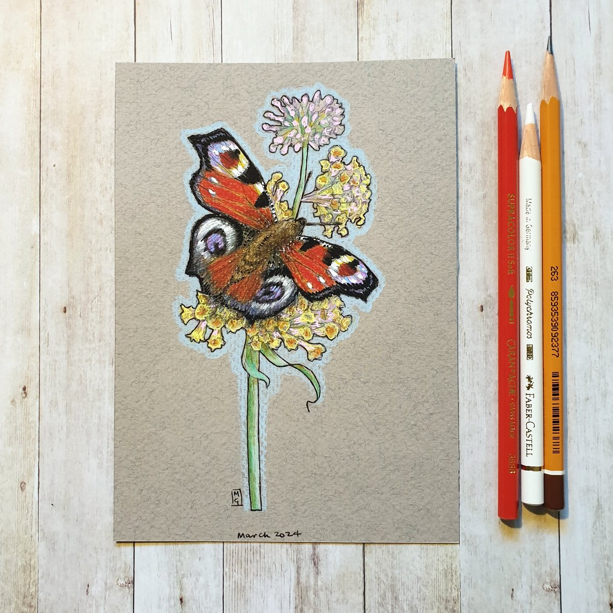 Thanks for the kind words! ★★★★★ 'A beautiful butterfly, light and trusting, a highlight' JK If you are interested in seeing my art, I'd love you to visit my Etsy shop. *shop link in my profile #OriginalArt #drawing #PenAndInk #ColourPencil #insect #insects #InsectArt
