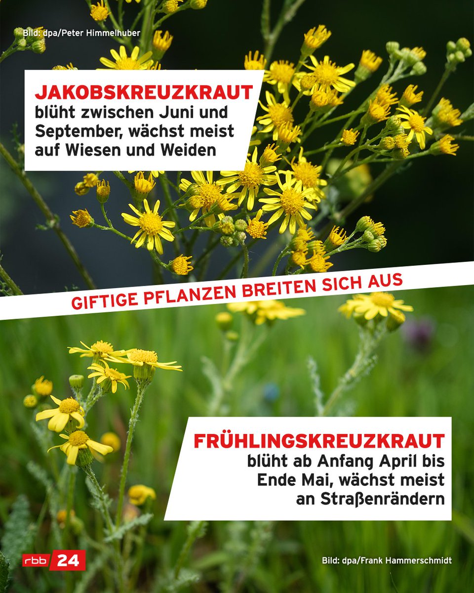 Nach #Ambrosia verbreiten sich in #Brandenburg zwei weitere giftige Pflanzen, die sich schwer unterscheiden lassen: die Frühlings- und Jakobskreuzkräuter. Beide sind giftig, ihre Toxine können für Weidentiere gefährlich werden - ebenso für Menschen.
🌼rbburl.de/kreuzbluetler