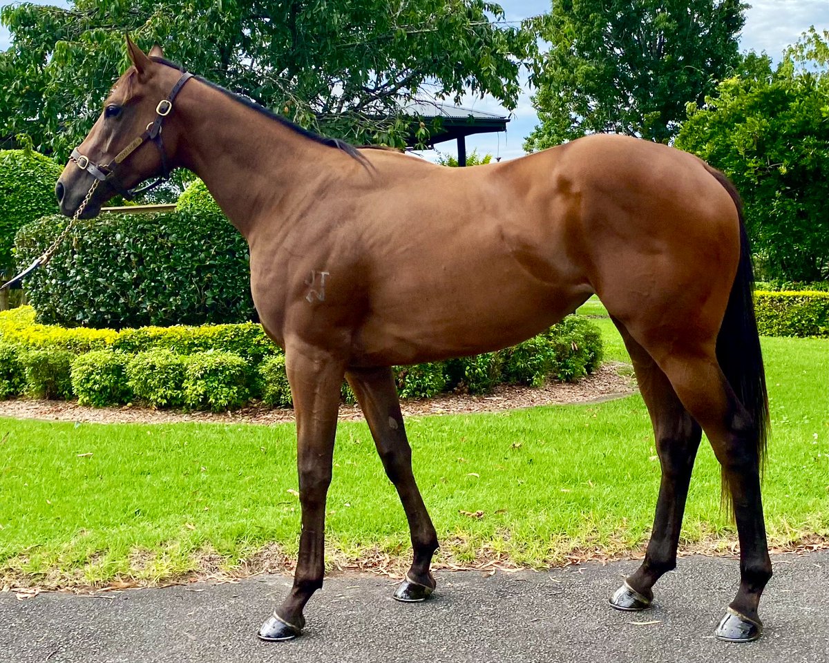 Congratulations to @GaiWaterhouse1 & @YulongInvest as CLEAN ENERGY dominates on debut. Here she is leaving @CoolmoreAus Mt. White Farm to begin her preparation. @mmsnippets @aus_turf_club @widdenstud