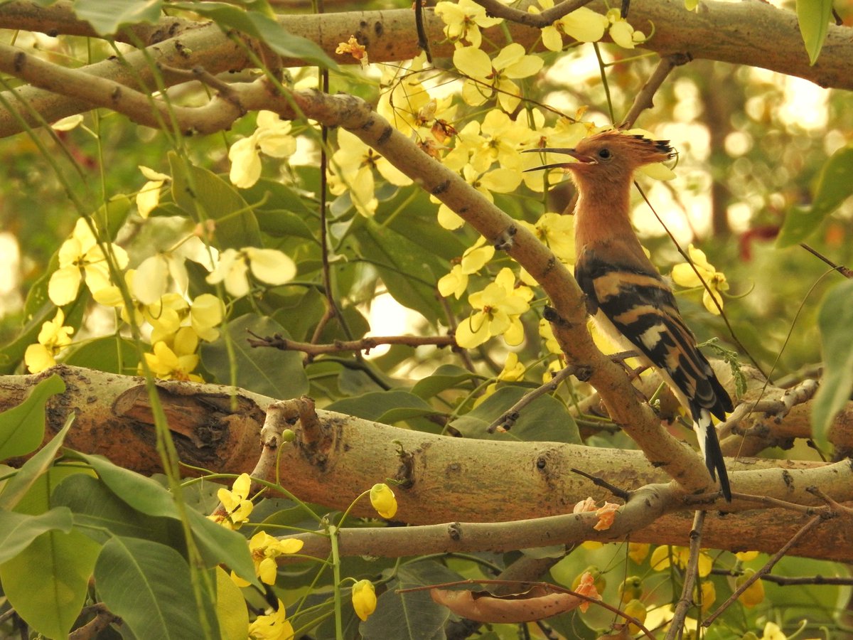A young Hoopoe on a flowering Amaltas.

The golden Amaltas is now blooming!

#indiaves