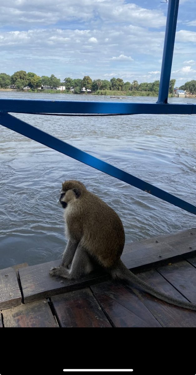 g69be's tweet image. think like monkey not like furry #nileriver