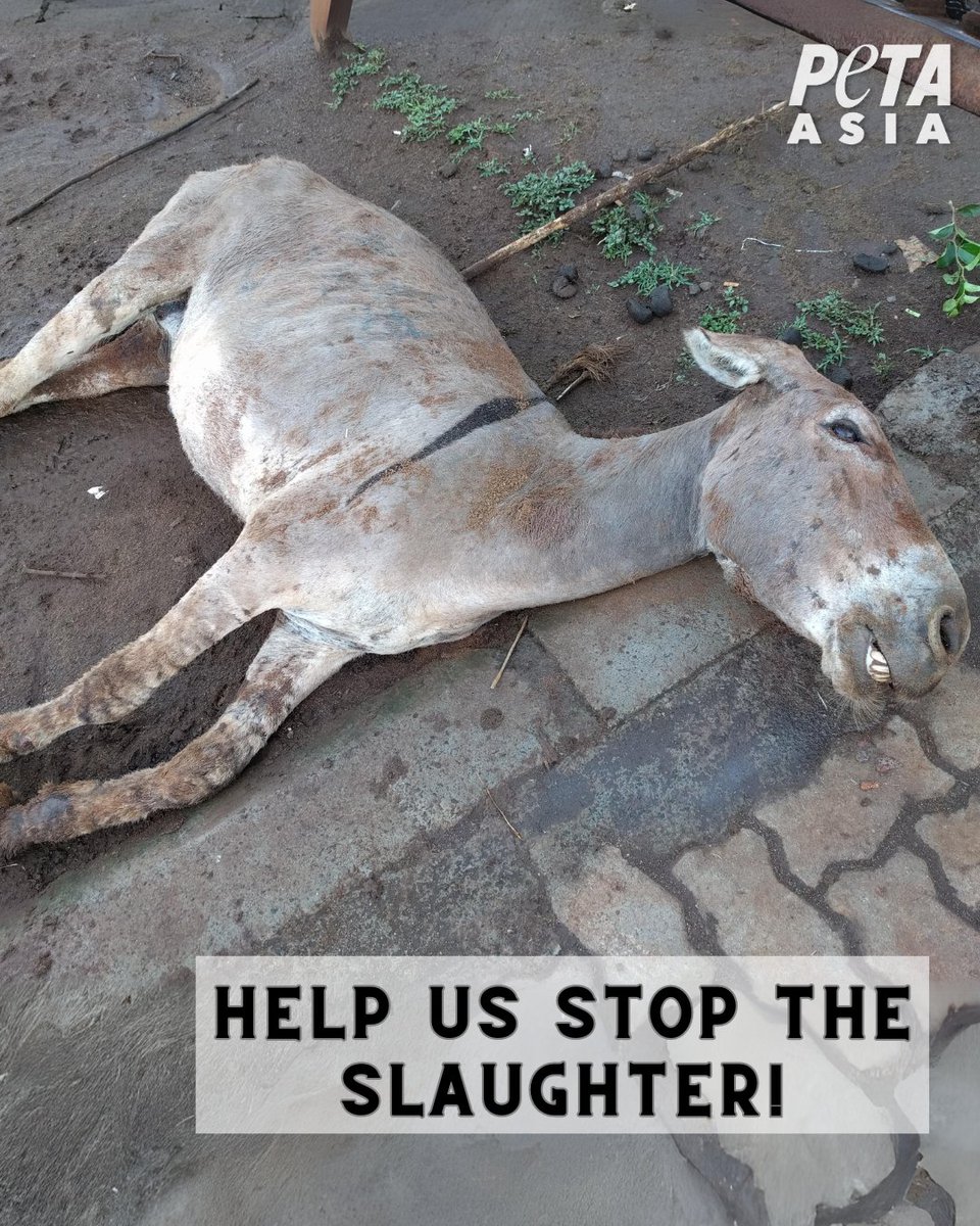 For #WorldDonkeyDay, take action for donkeys by urging companies to end their sale of ejiao. Let these companies know that profiting from animal abuse is not OK: PETAAsia.com/Ejiao