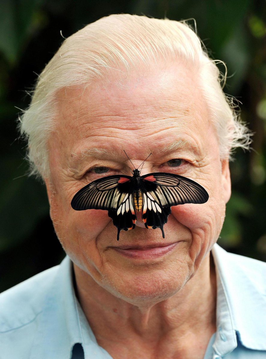 8.05.1926 ur. się David Attenborough, brytyjski biolog, niestrudzony popularyzator wiedzy przyrodniczej, pisarz i podróżnik. Twórca i narrator dokumentów: Życie na ziemi, Żyjąca planeta, Błękitna planeta czy Planeta Ziemia.
#BornOnThisDay #DavidAttenborough