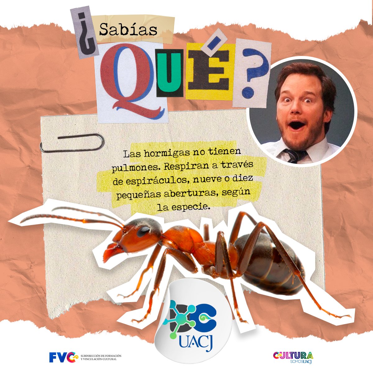 CIENCIAUACJ's tweet photo. Las hormigas, miembros de la familia Formicidae, y existen más de 12,000 especies conocidas. https://t.co/Z1Rbg6yeQ8