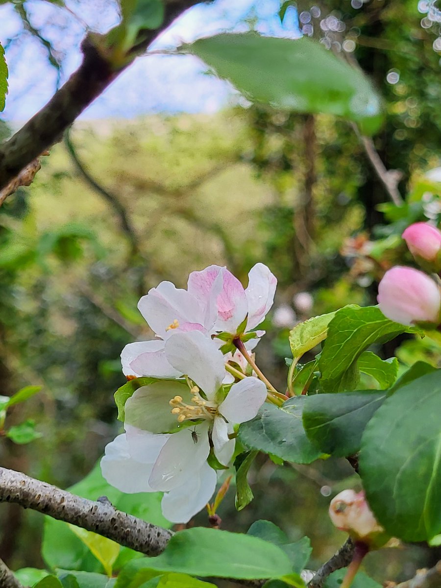 Little else lights up the depths of an Irish Atlantic rainforest like the blossoms of wild apple. This whole tree is afire with them right now. 🌏