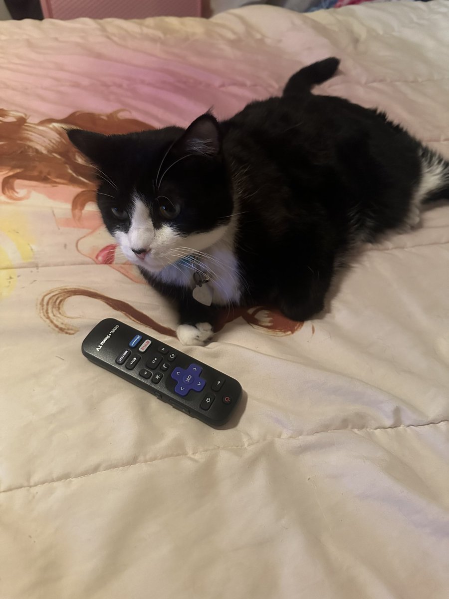 Hello friends ❤️Here’s Oreo taking over the remote control again 😸she says she may give it back in exchange for treats 😹 #tuesdaythoughts #catsoftwitter