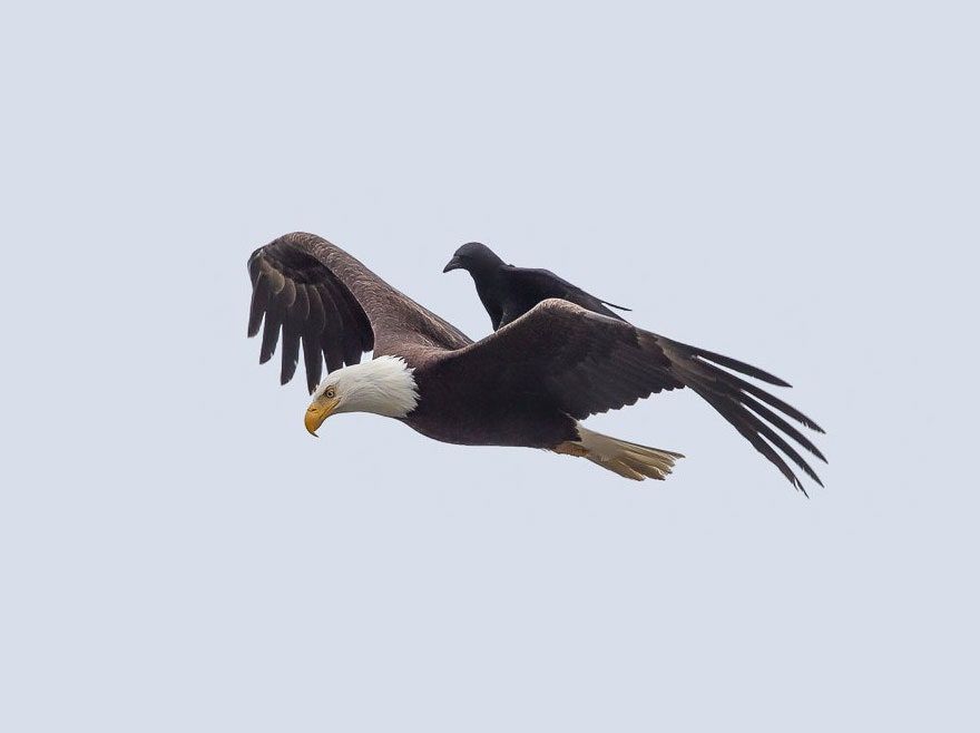 A crow rides on the back of an eagle.