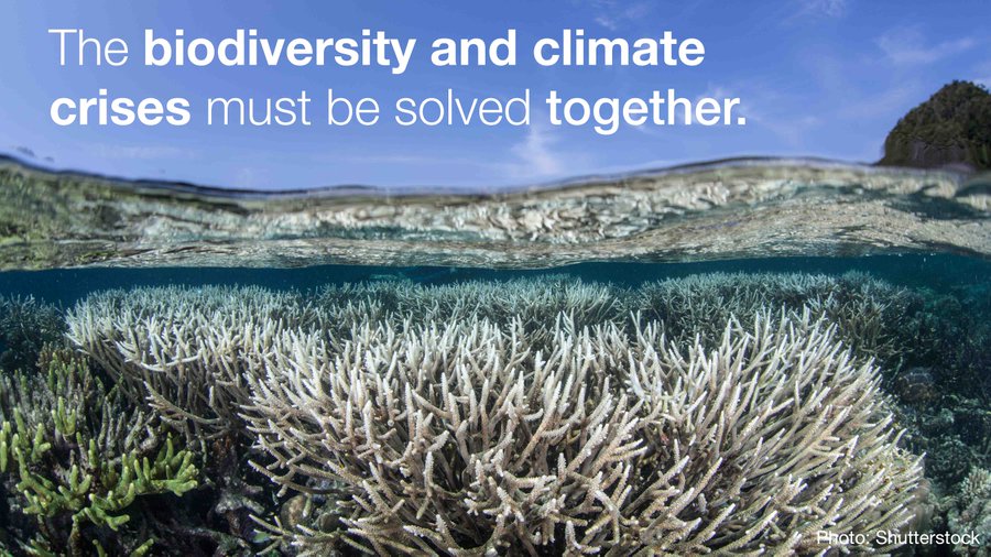 The climate and biodiversity emergencies amplify each other, so they must be solved together. This requires urgently phasing out #FossilFuels and ramping up clean energy systems. 

#NaturebasedSolutions are a powerful ally to go with those efforts. 
Via @IUCN