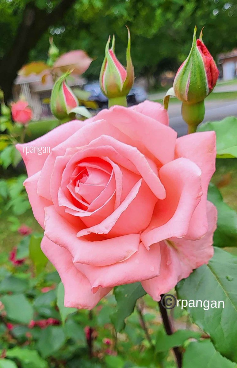 Everytime I see this rose, I smile.😊 Can't wait to say hello to this special rose again!🌹 This prolific beauty , blooms in flushes from June until the first frost. Just gorgeous! 😘 #RoseWednesday #mygarden #flowers #GardeningTwitter #GardeningX #roses