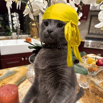 Cat Wif Durag tweet media