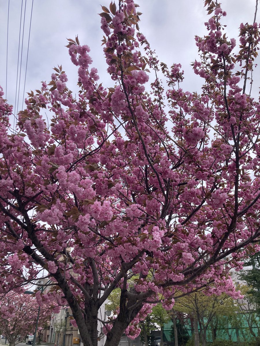 家の前めちゃくちゃ桜咲いてるな〜
ベランダで花見だなこりゃ( ͡° ͜ʖ ͡°)
