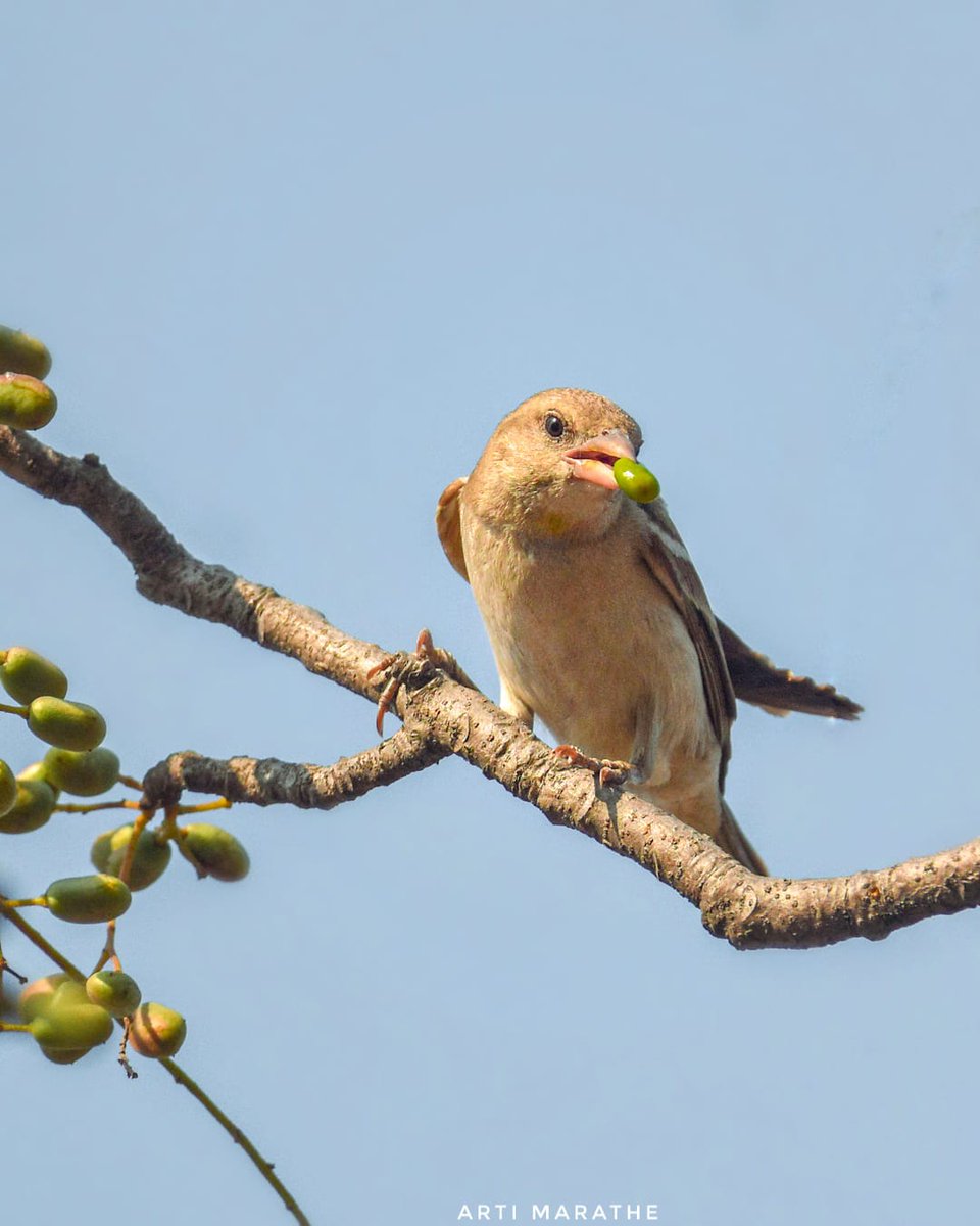 Yellow-throated Sparrow
#IndiAves #ThePhotoHour #natgeoindia #nikon #BBCWildlifePOTD #birdwatching #birding #birdphotography #wildlife #nature #photography