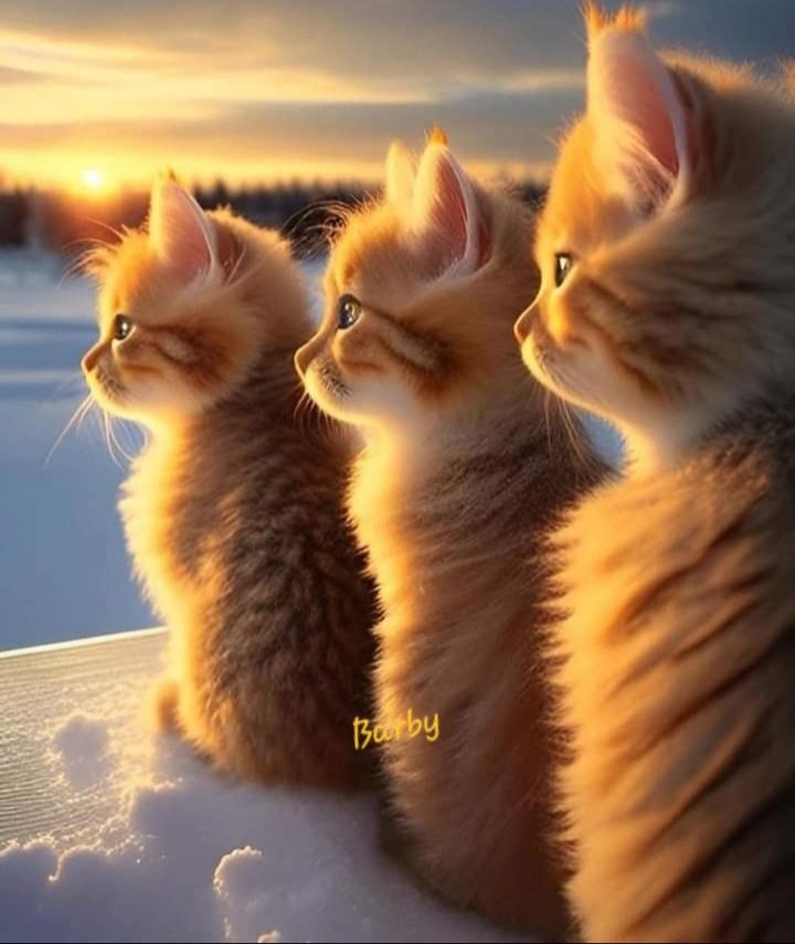 💛💛💛 Good morning 🐱🐱🐱