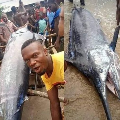 Nigerian 🇳🇬 man captured a blue marlin fish worth $ 2.6 Million.

Him and his village people ate it

Your comments on this ...