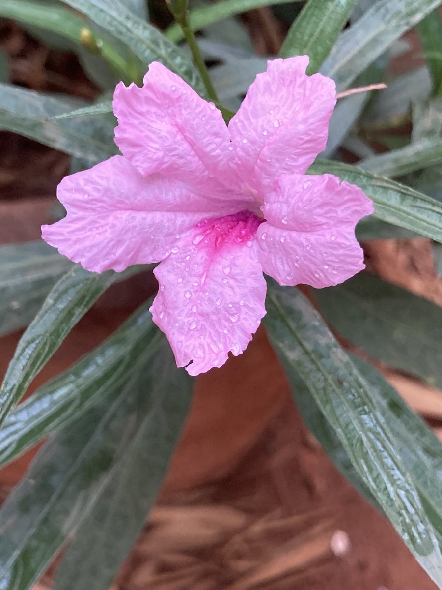 Woke up this morning to gentle rain. 🌧️ #Bengaluru 🩵