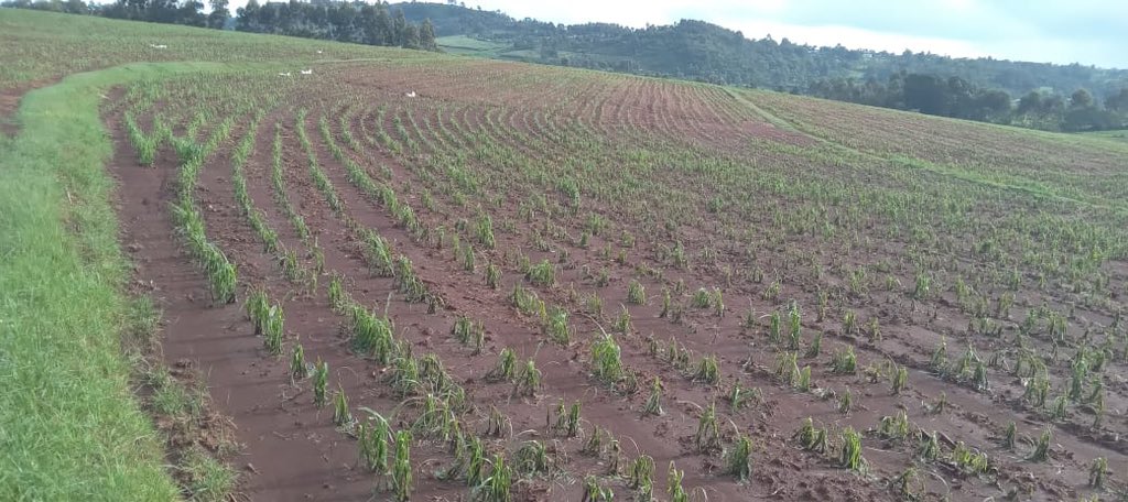 Mr. Agriculture 👩‍🌾 tweet media