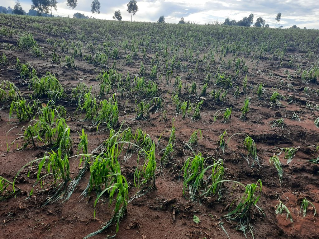 Mr. Agriculture 👩‍🌾 tweet media