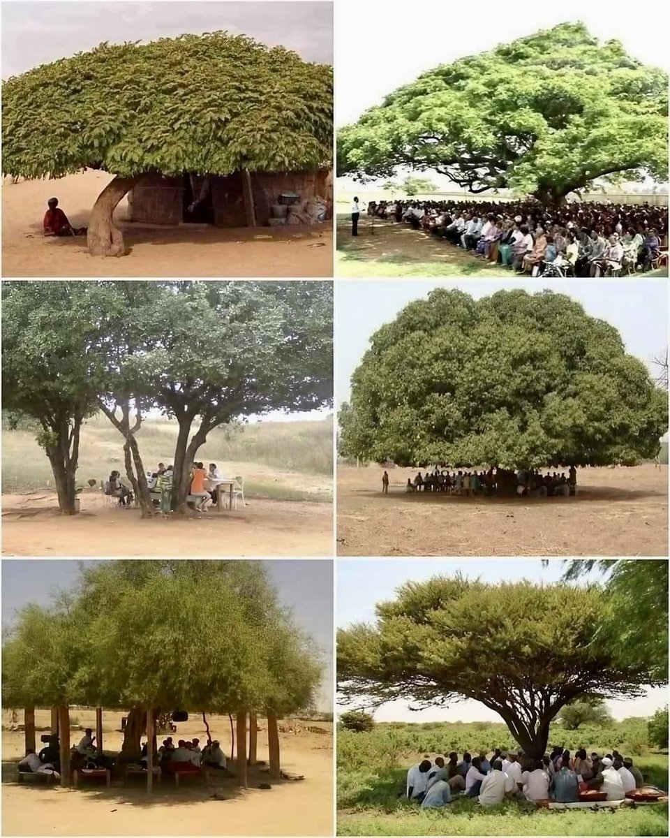 The power of one tree. 🌳
