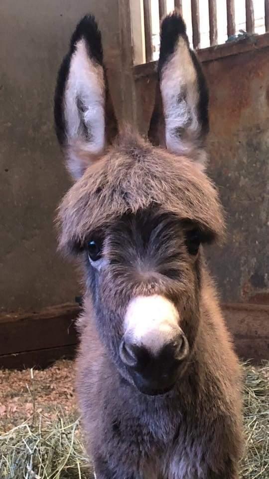 Celebrating the gorgeous donkey and all amazing animals, today and everyday  #WorldDonkeyDay ❤️