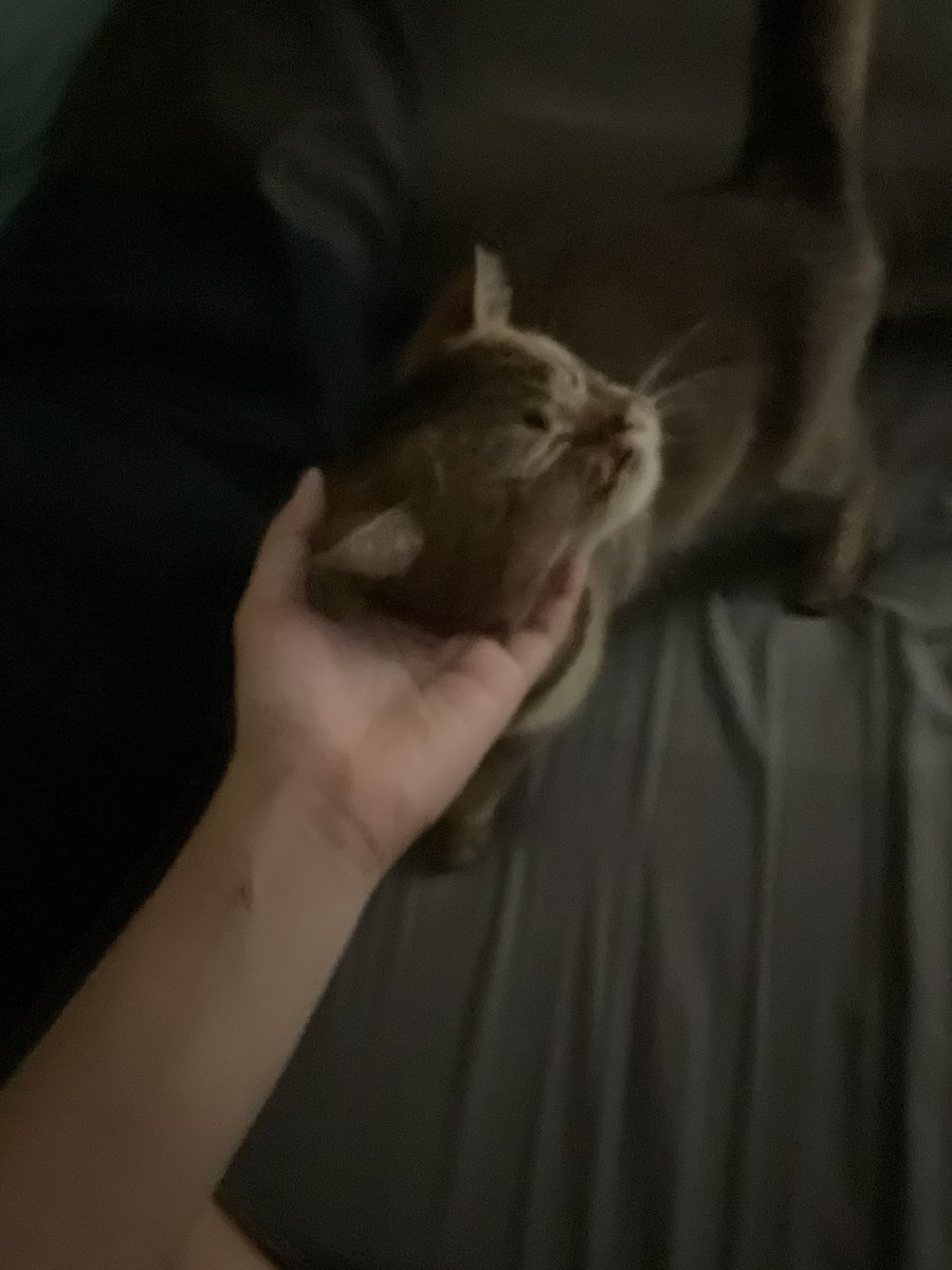 ก้อดซิล่า tweet media