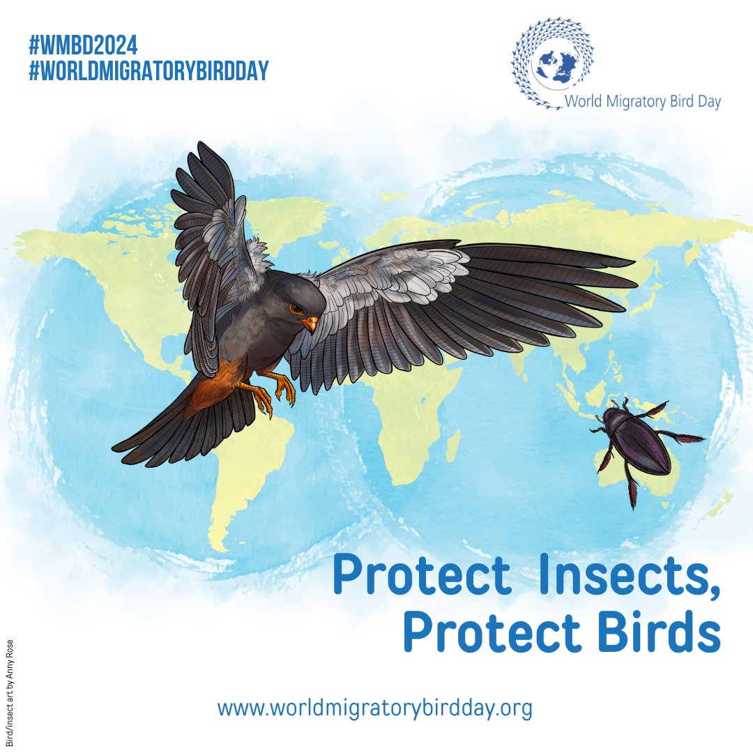 The presence of insects 🐞🐛greatly influences the timing, duration, and overall success of bird migrations. Many birds’ journeys coincide with peak insect abundance in their stopover areas. Learn how to #ProtectInsectsProtectBirds on #WMBD2024! ➡️worldmigratorybirdday.org