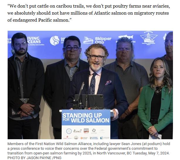 'We don’t put cattle on caribou trails, we don’t put poultry farms near aviaries, we absolutely should not have millions of Atlantic salmon on migratory routes of endangered Pacific salmon' @Seanpjonesy @MacFujLLP @VancouverSun @wildfirstcanada vancouversun.com/news/local-new…