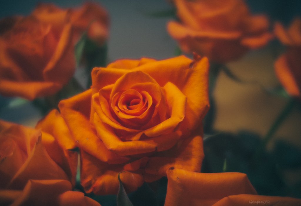 For #RoseWednesday some orange beauties #macro #photography #roses #nature #fujifilm_xseries #flowers