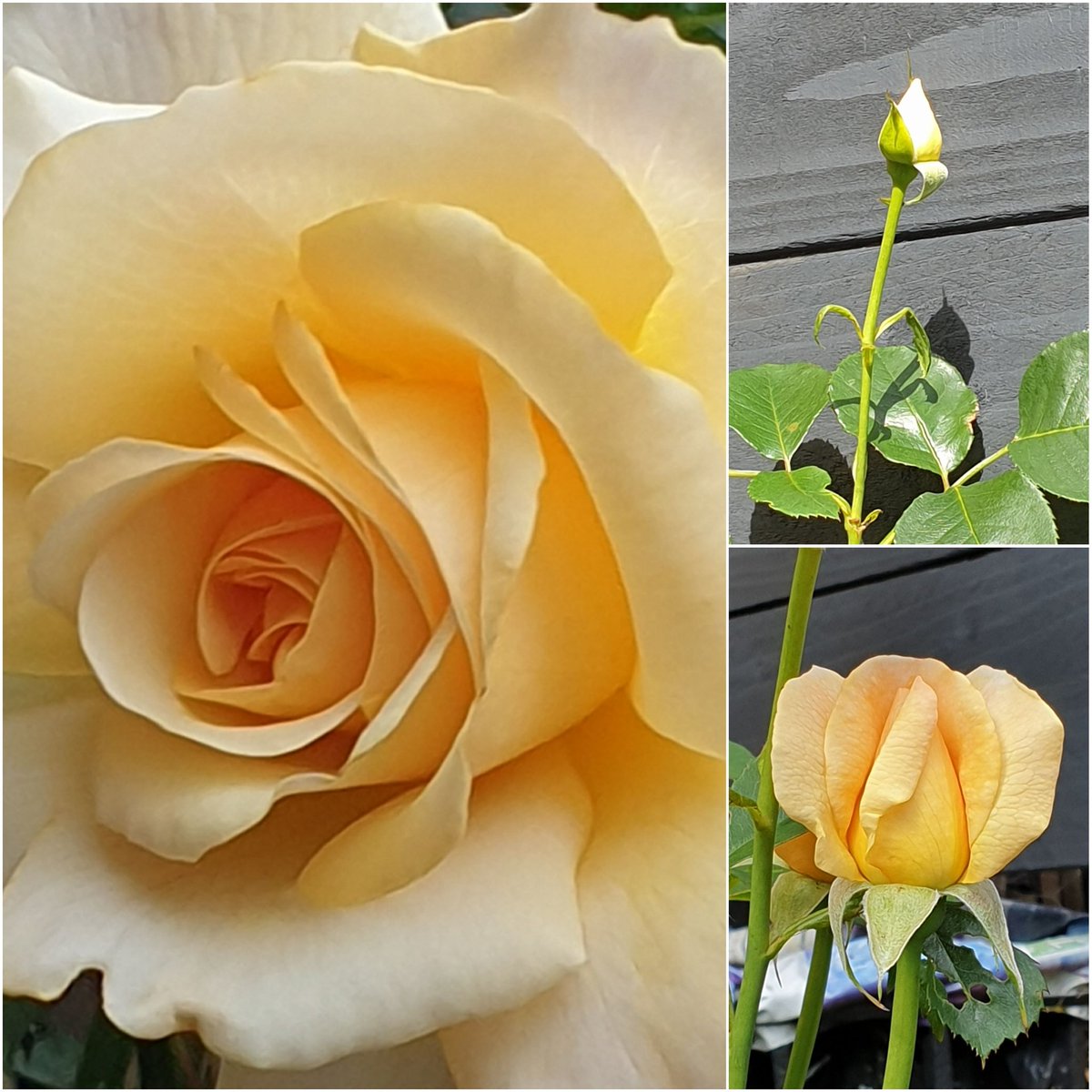 Have a lovely #RoseWednesday