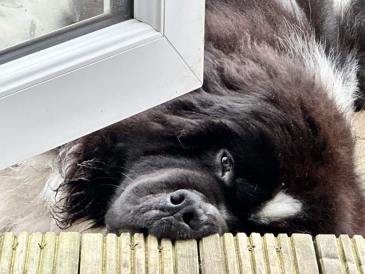 Montydogge's tweet photo. Morning everyone. Just remember that sometimes though you just can’t see the solution if you squish your nose up a bit and look again…there it is.
I do this when dad is filling the treato jar up and trying to hide it from me.
#Bandito #solutionfinder #treatotester https://t.co/yFkVTNxIPw