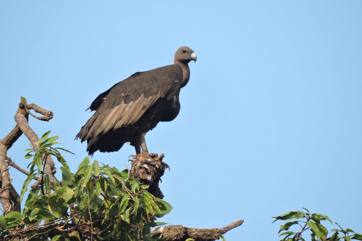 #FromTheArchives 'Today, the population of White-rumped Vultures stands at a whopping 340 individuals.' @azimpremjiuniv student Tanisha Dawane writes about the work of the organisation SEESCAP in saving #Maharashtra's #vultures. 📷 White-rumped Vulture bit.ly/4b5iqb1