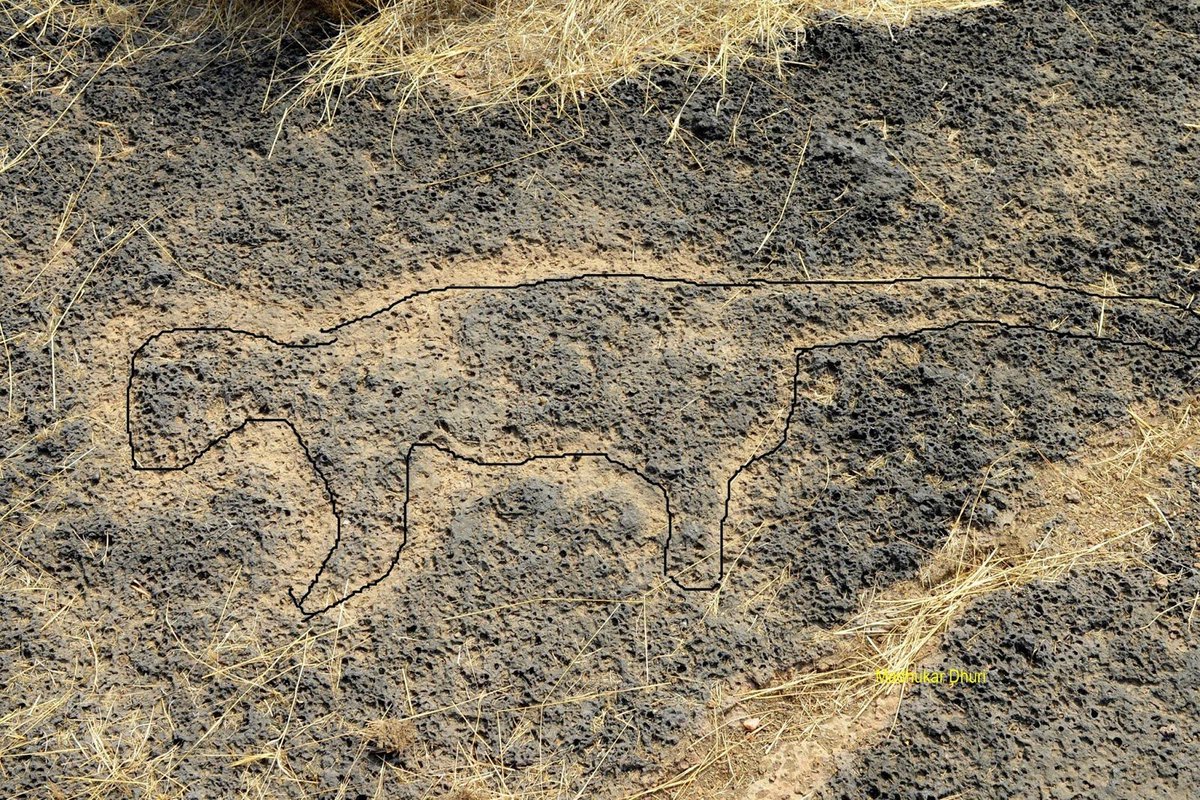 Another 12000 years old Endangered Petroglyph of an Extinct Animal is erasing before our eyes while @MinOfCultureGoI @ASIGoI are silently watching this.
@UNESCO please help
#Archaeology