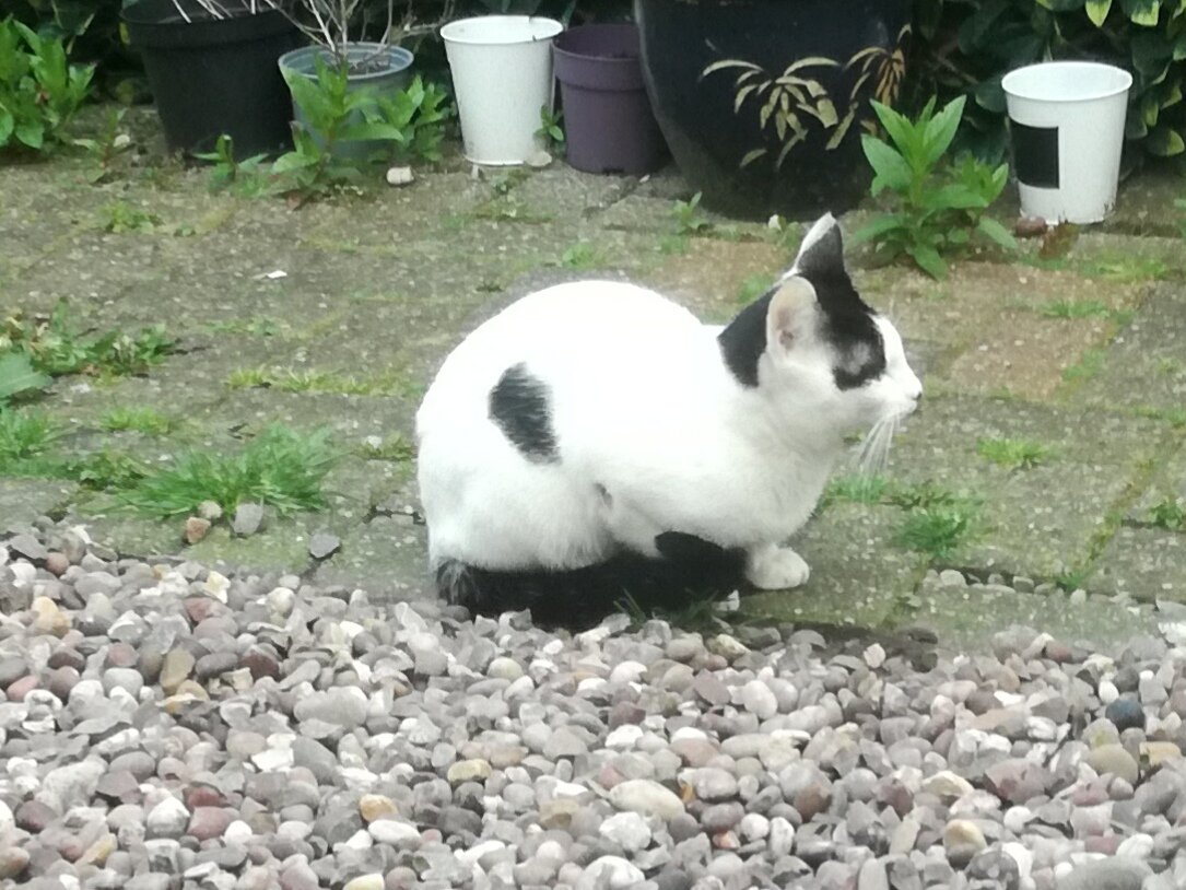 Young white cat with black patch on its face sleeping in my neighbours shed in burslem.

Please share guys as its young and maybe lost its way.

Thank you.