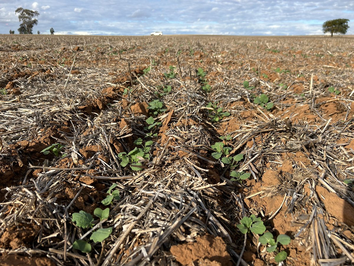 2024 Wagga Wagga NVT Canola CL & TT Trials, Marravale Ben Langtry’s property is up well despite the dryish conditions. Well done @kalyx_australia @theGRDC @GRDCNorth @GRDC_NVT 
Photo 3 & 4 are Hyola Blazer TT & Hyola Solstice CL handling the tough start. @PacificSeeds @schilgee