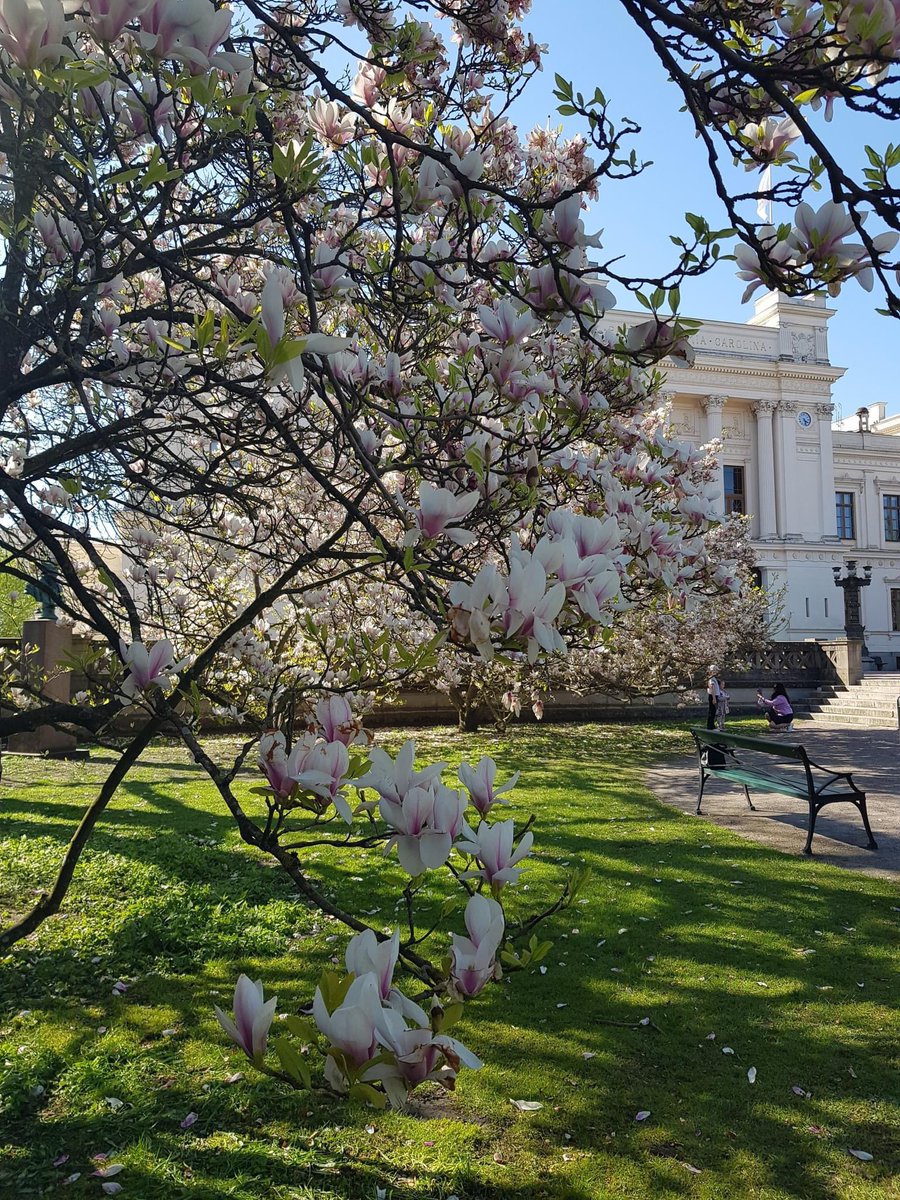 Magnolia framför Universitetshuset i Lund

Foto av: Hana Urban