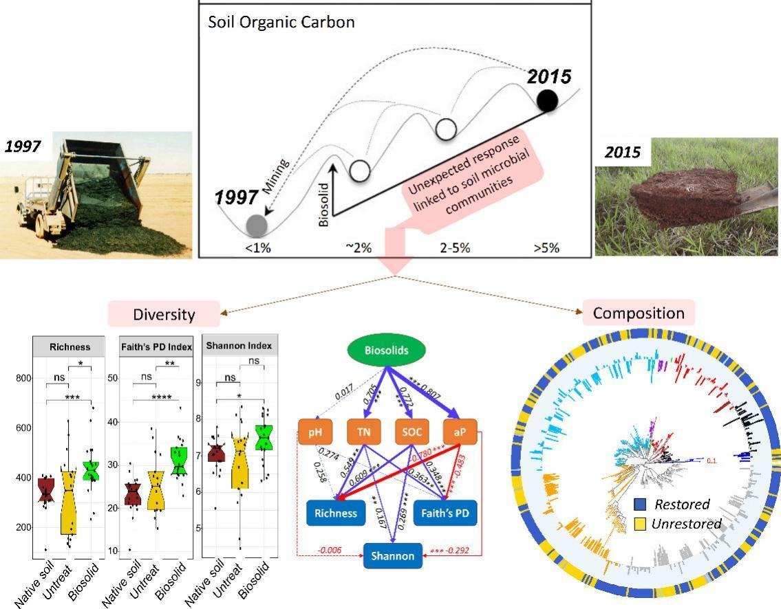 Our new study on the recovery of soil microbiota in Brazil's Cerrado shows promising results! After biosolids application, the microbial community saw a 41.7% recovery, enhancing soil health & carbon storage. doi.org/10.1016/j.scit… #SoilHealth #EcosystemRestoration #Microbiota