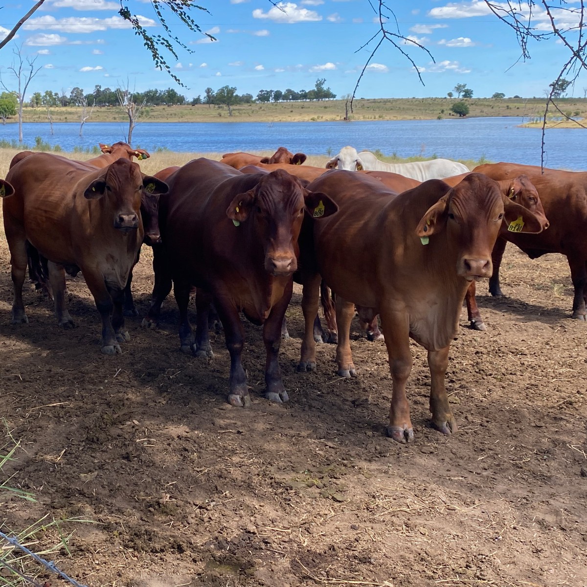 Didn’t make it to Rockhampton for Beef 2024? You can stream live coverage on Beef TV: brnw.ch/21wJz5f 🐮📺 Today, Shannon Leahy from @tradeinvestqld and Mort and Co's Stephen O'Brien spoke about how they're taking Queensland produce to the world.