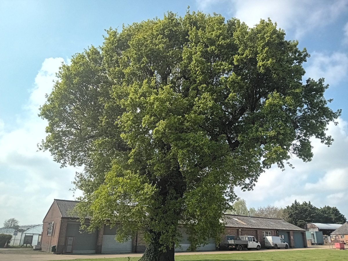 Day 3 #PlantHealthWeek @WarwickLifeSci. Today we're covering visual surveillance in tree health using acute oak decline as a case study @parnells @matthewcombes_ @Forest_Research warwick.ac.uk/fac/sci/lifesc…… funded @DefraGovUK